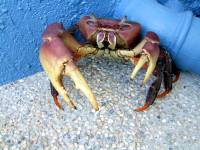 Krabbe in Abwehrstellung